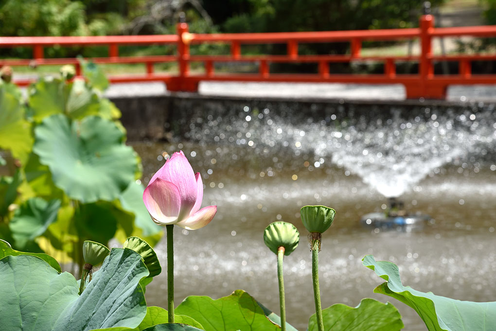 長弓寺の蓮の花