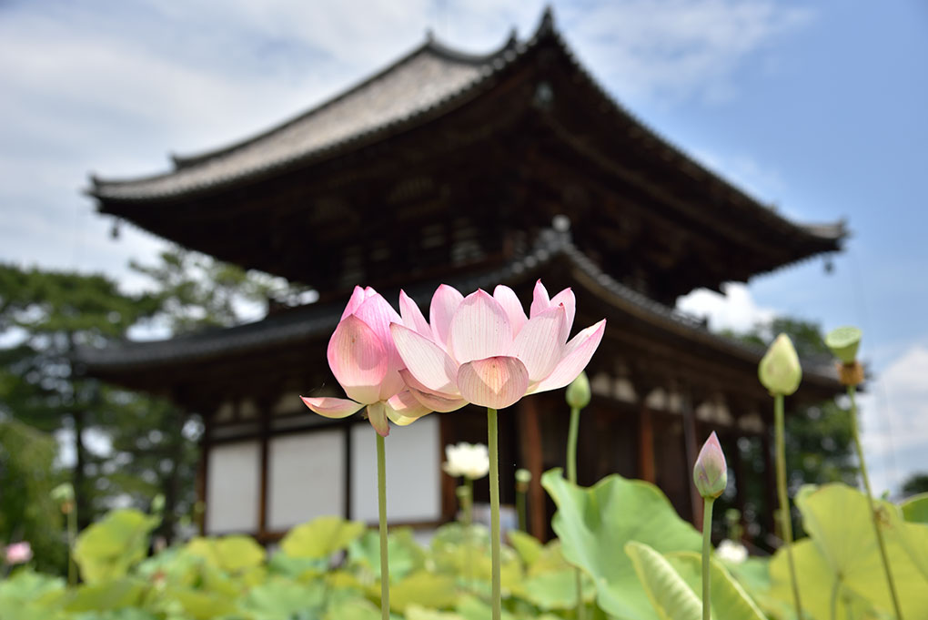 喜光寺の蓮の花