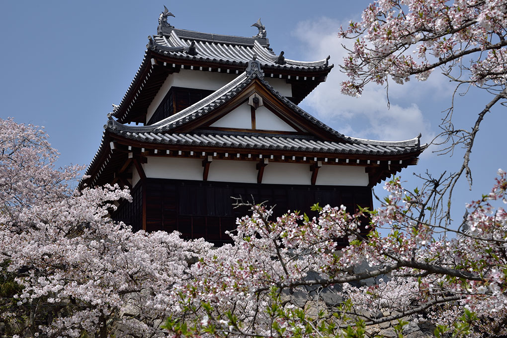 奈良の桜