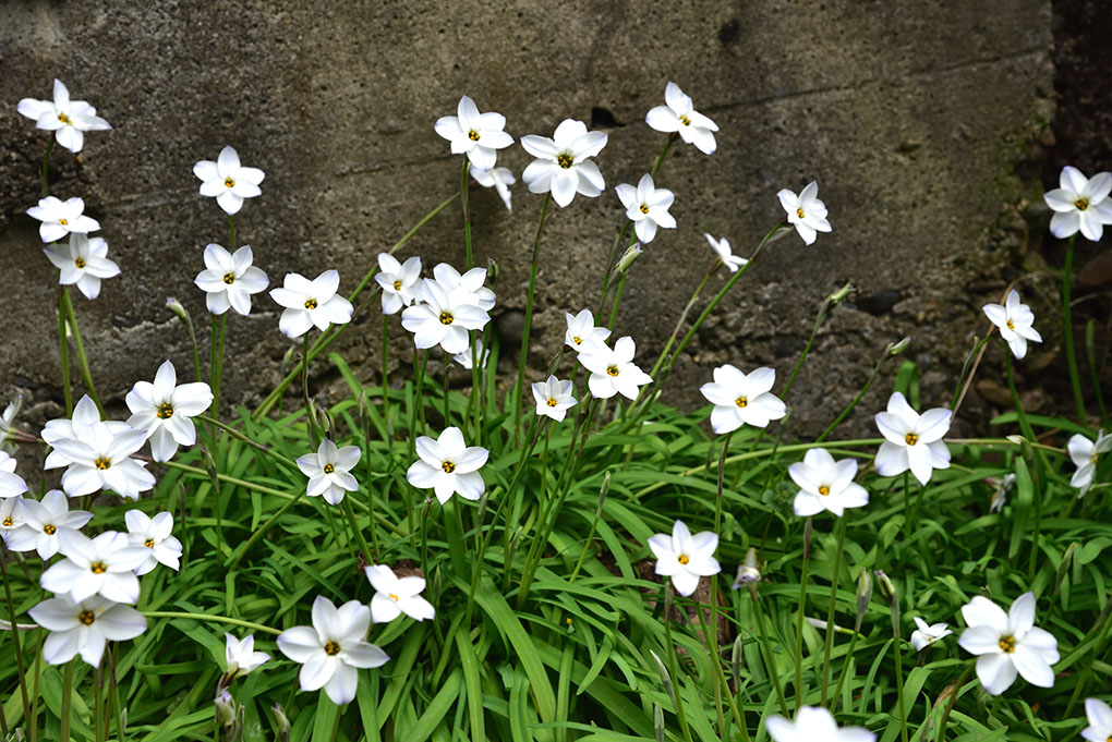 春の庭花