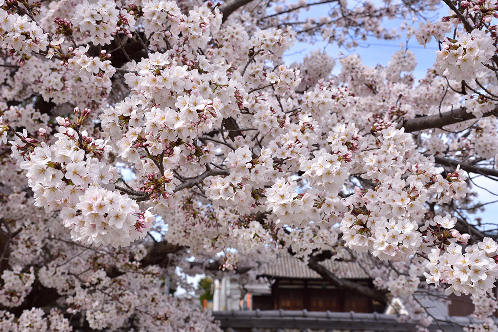 當麻寺の桜