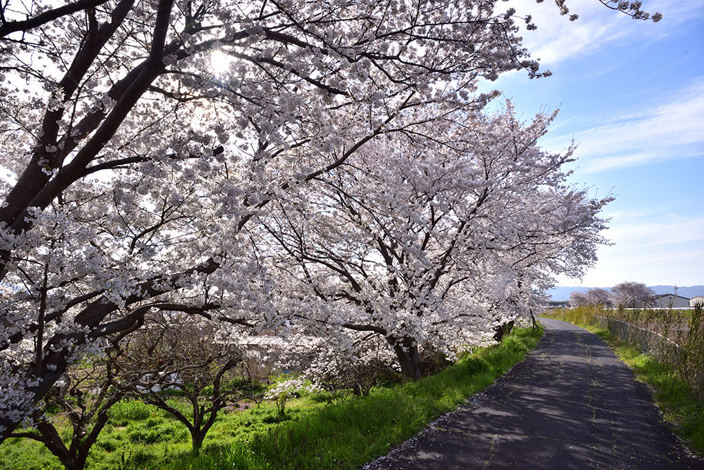 曽我川の桜