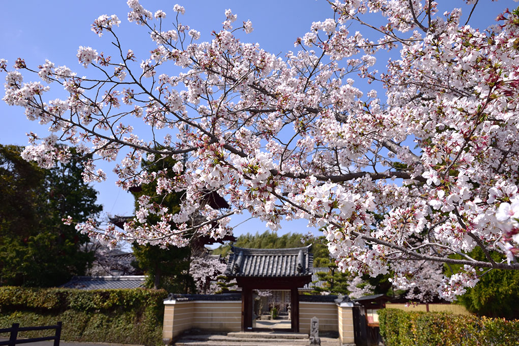 法輪寺の桜