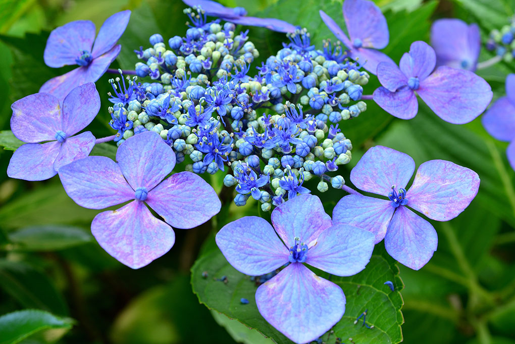 紫陽花の季節