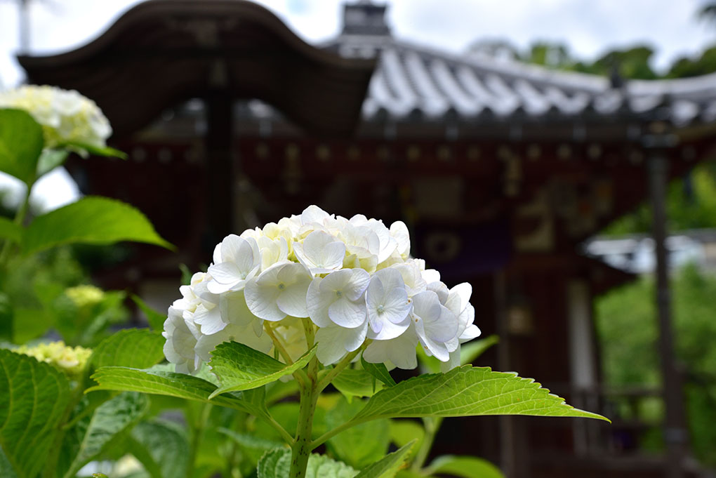 紫陽花の寺