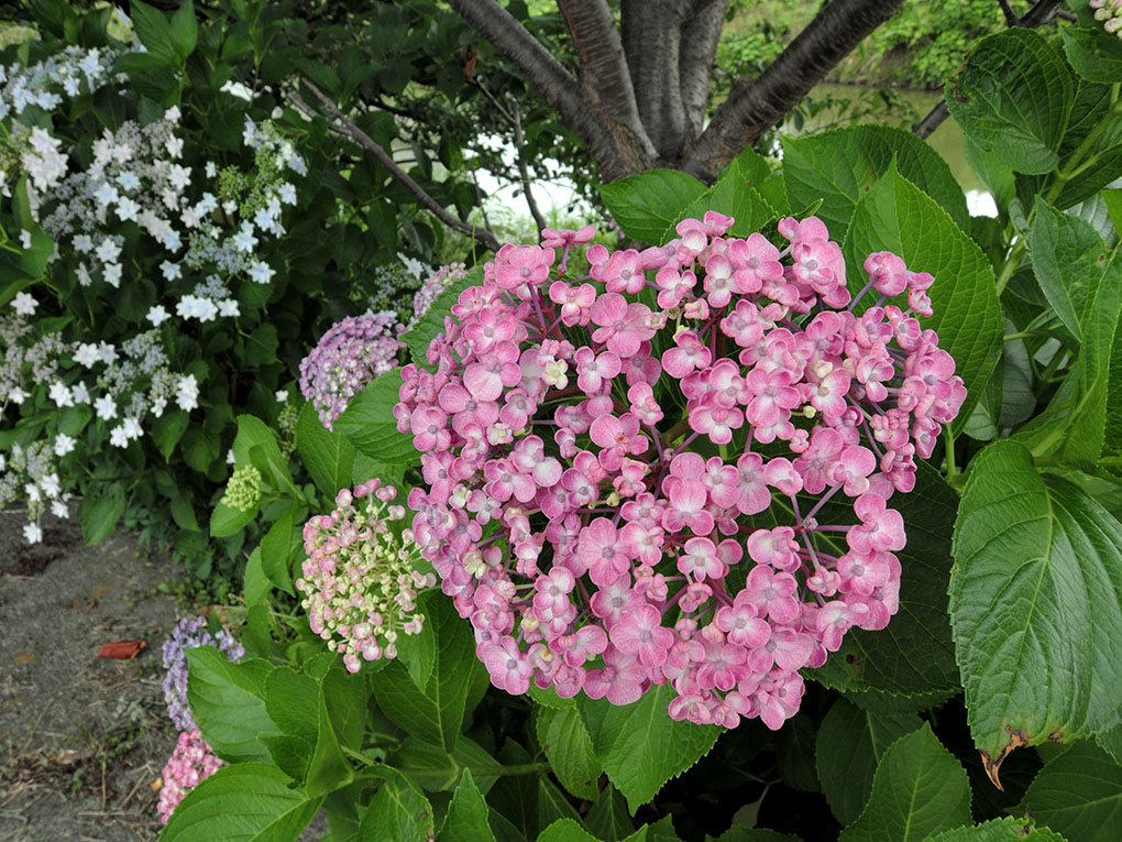 まだまだ紫陽花