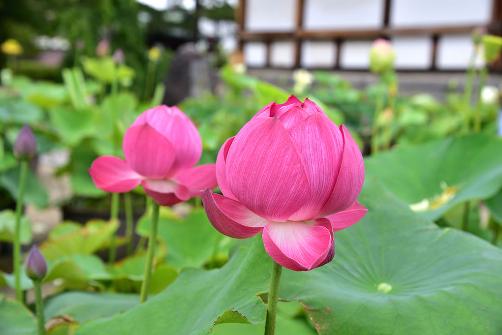 蓮のお寺