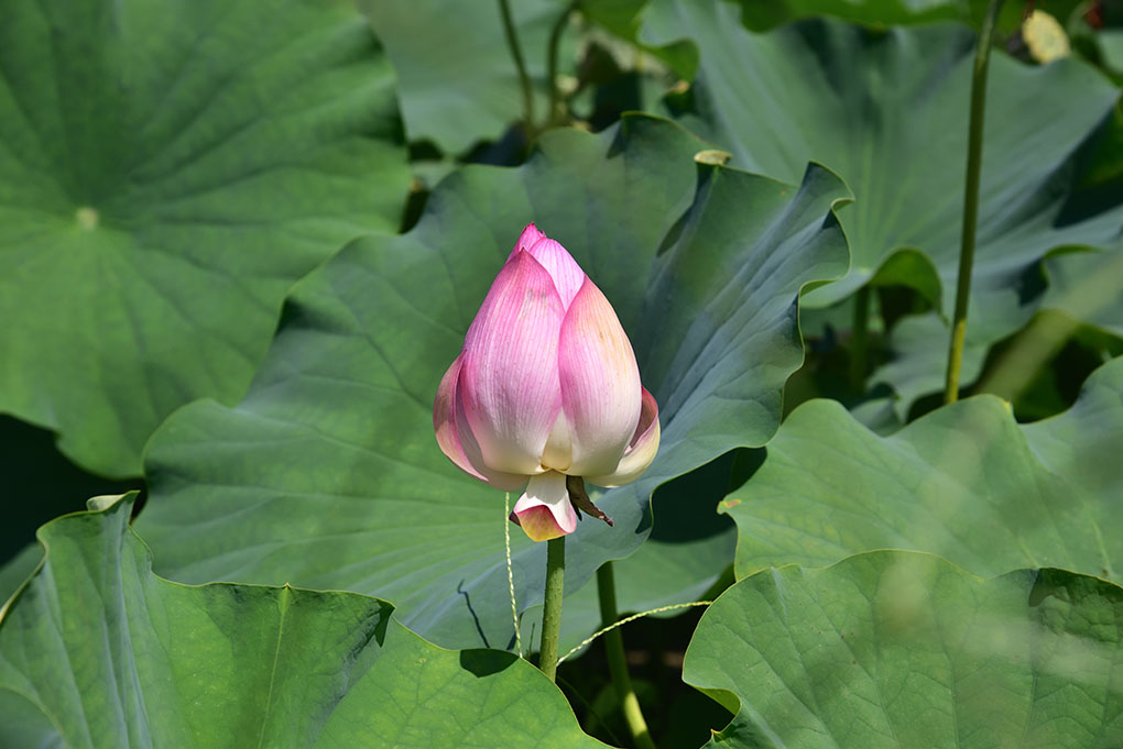 長月の蓮