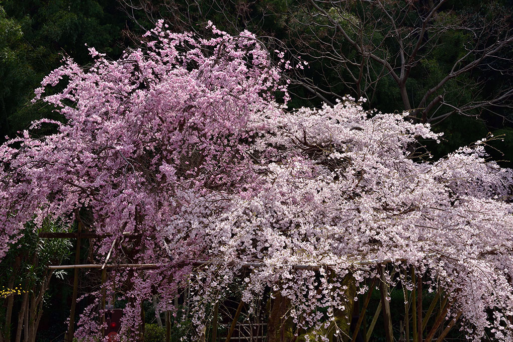 花のお寺の桜