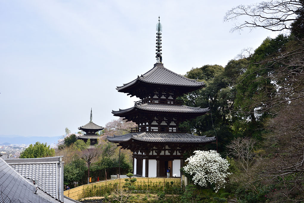 當麻寺西南院の木蓮