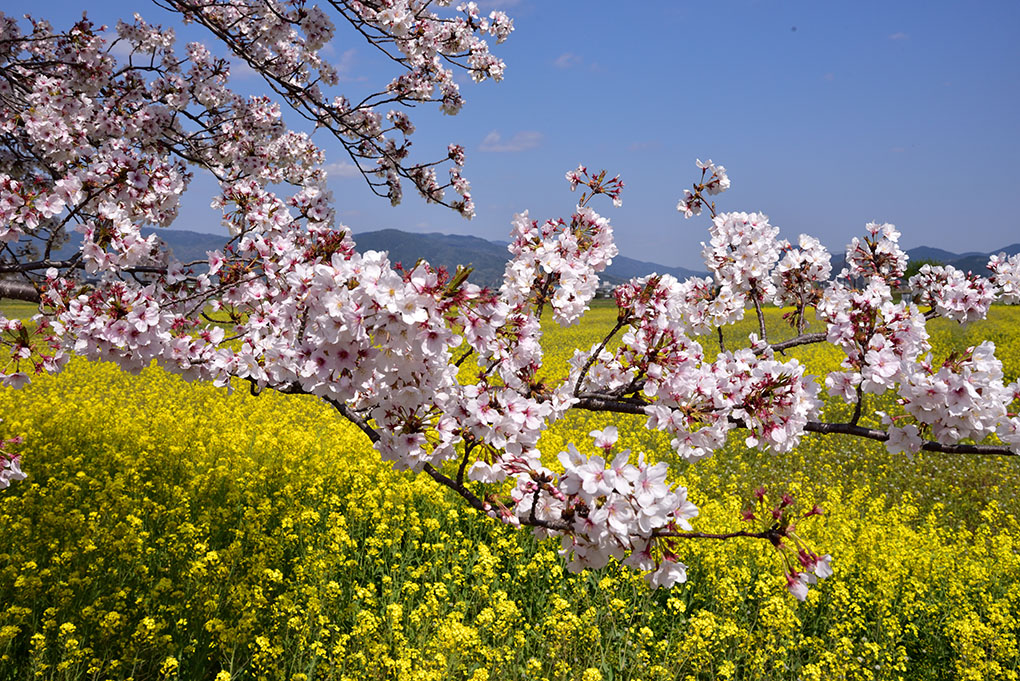 藤原宮跡、春の風景