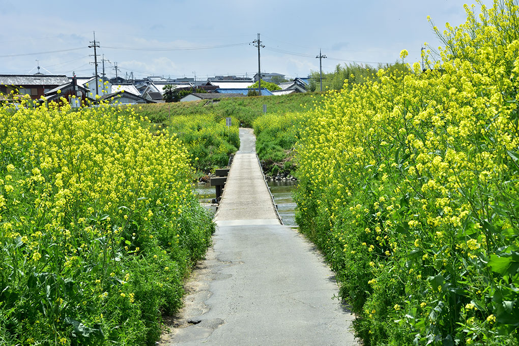 大和川の菜の花
