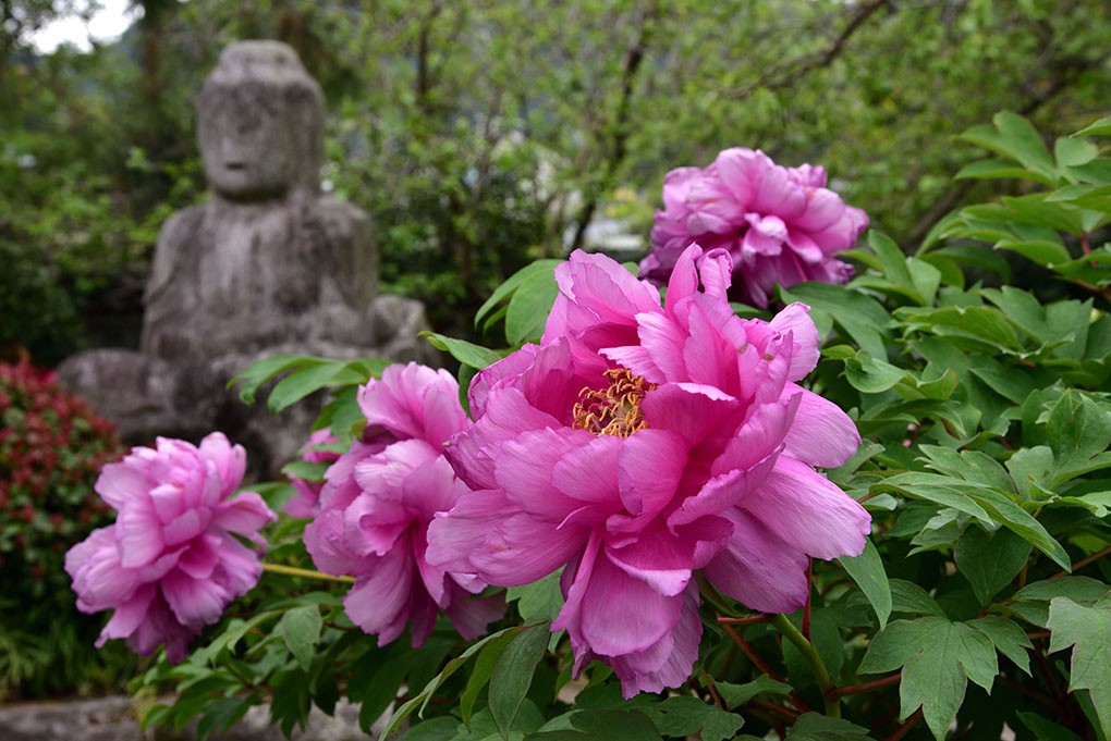 関西花の寺第二十番