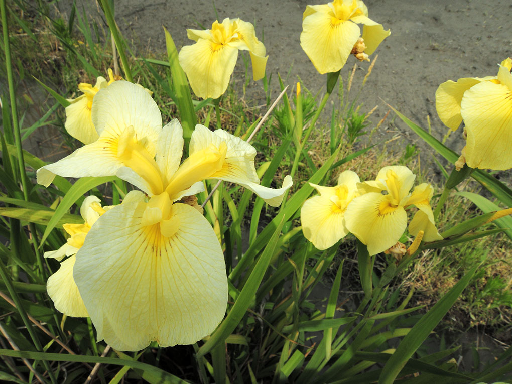 花菖蒲咲く、芒種の頃