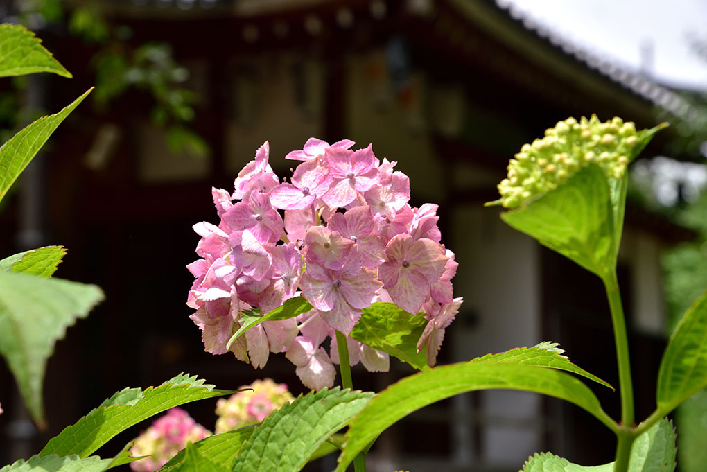 梅雨の晴れ間