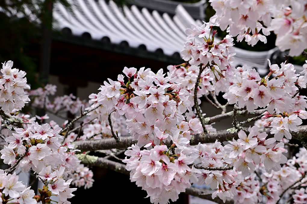 紫陽花寺の桜