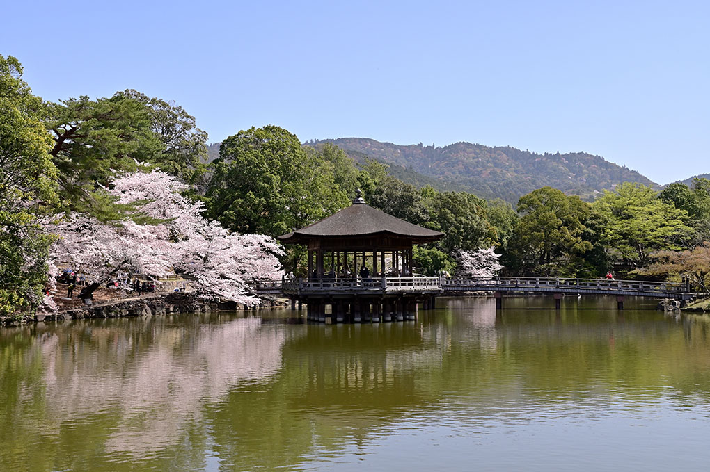 桜の奈良公園