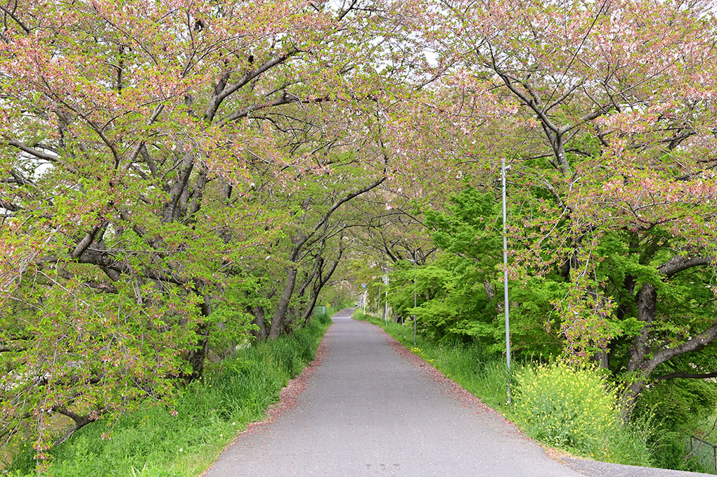 高田川の春風景