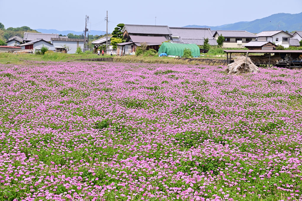 蓮華の里