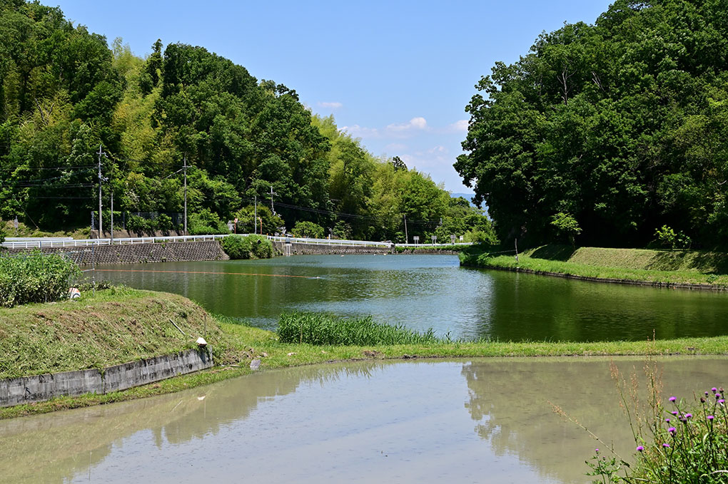 田植えの季節