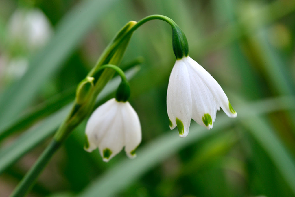 春の白い花