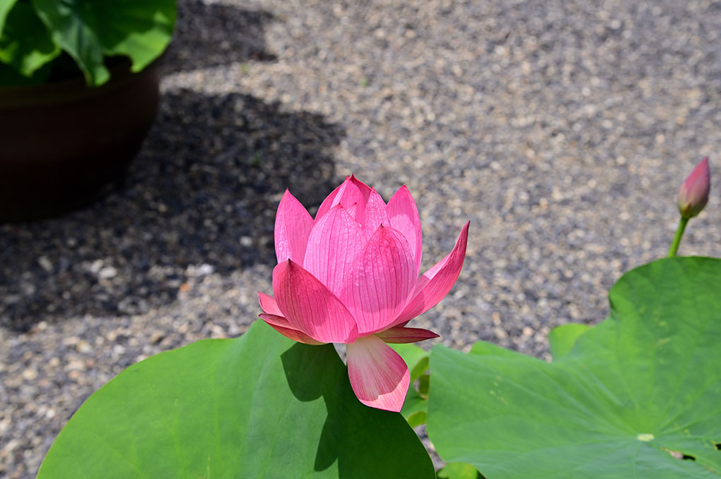 初夏の花