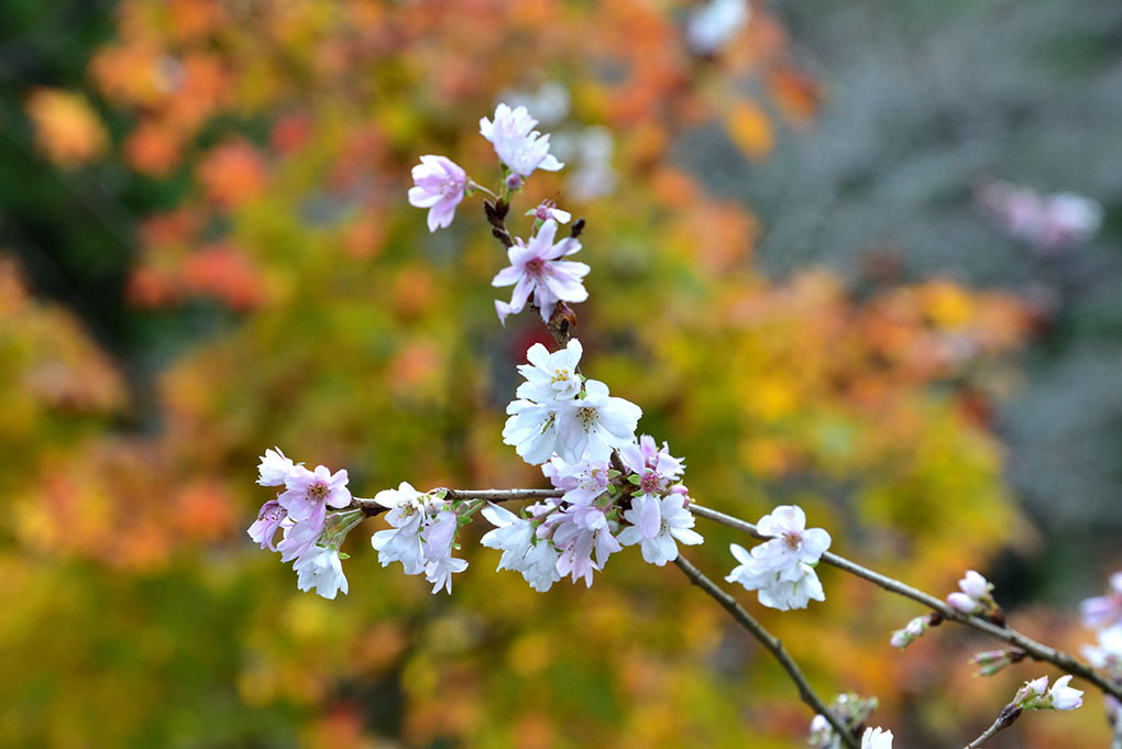 紅葉と桜