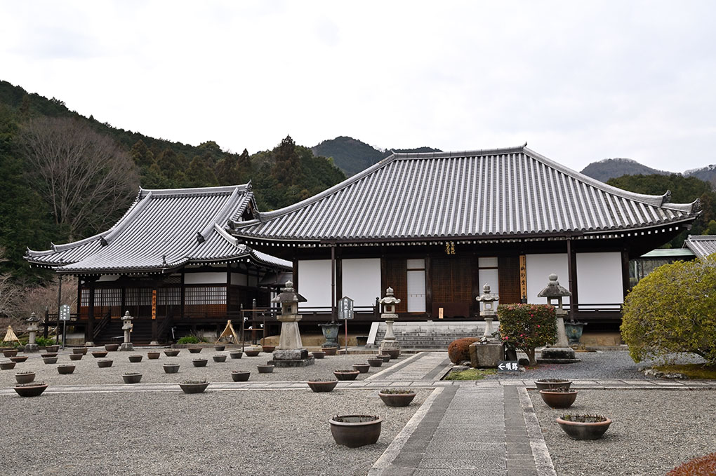 當麻寺奥院の寒牡丹