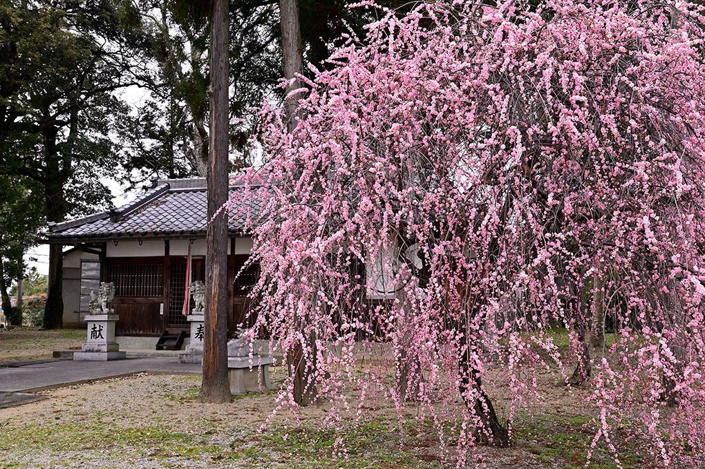 神社と梅の花