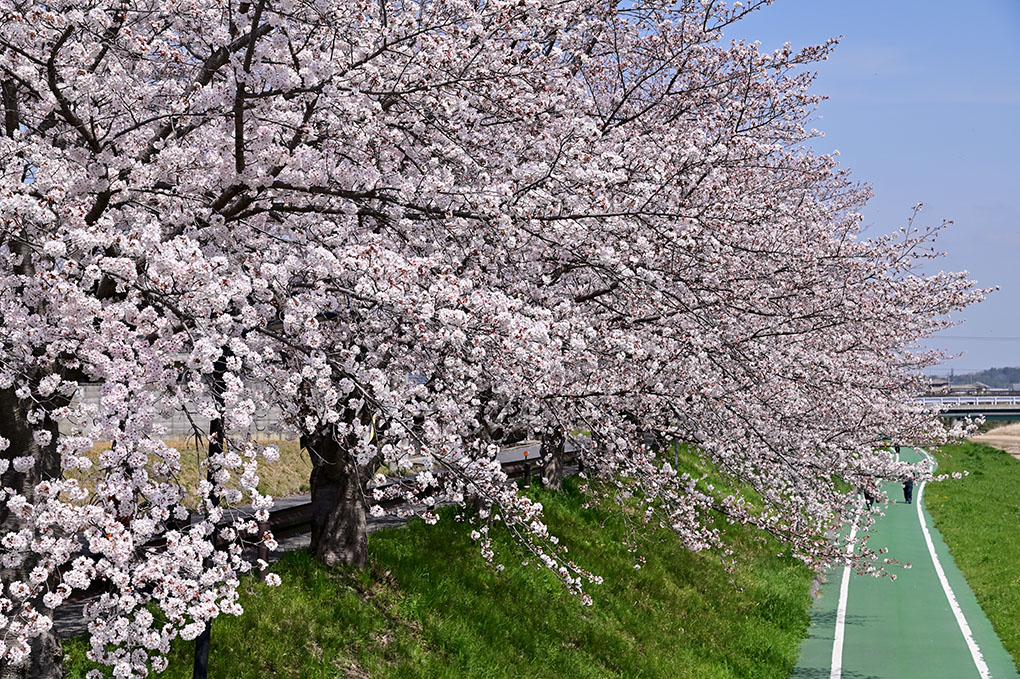 桜、満開