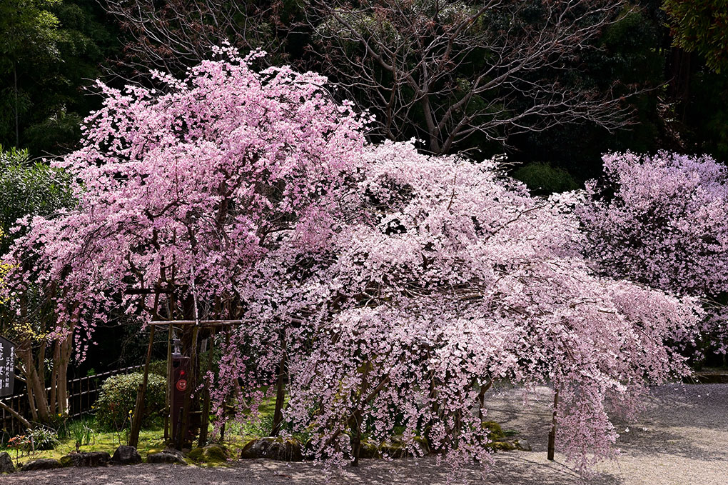 花満ちる