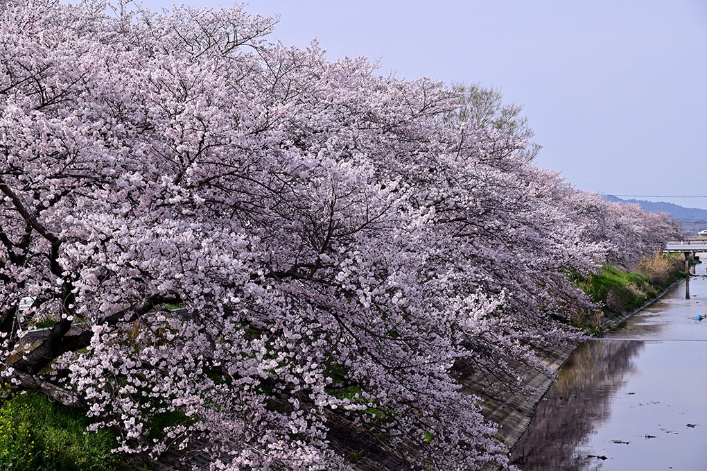 奈良の各地の千本桜