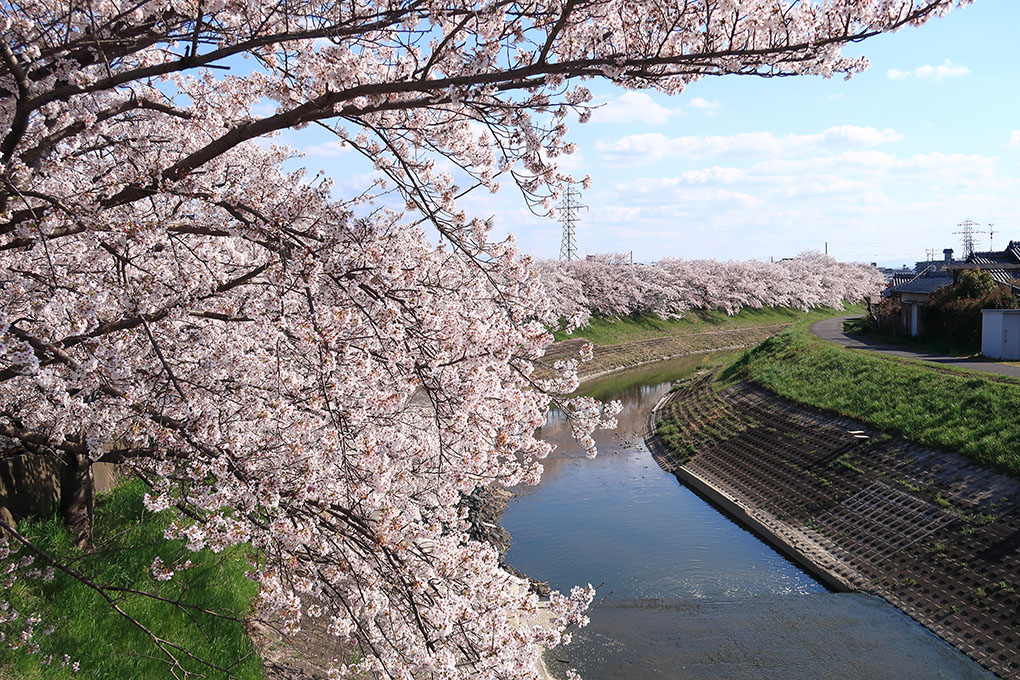 桜の花びら舞う頃