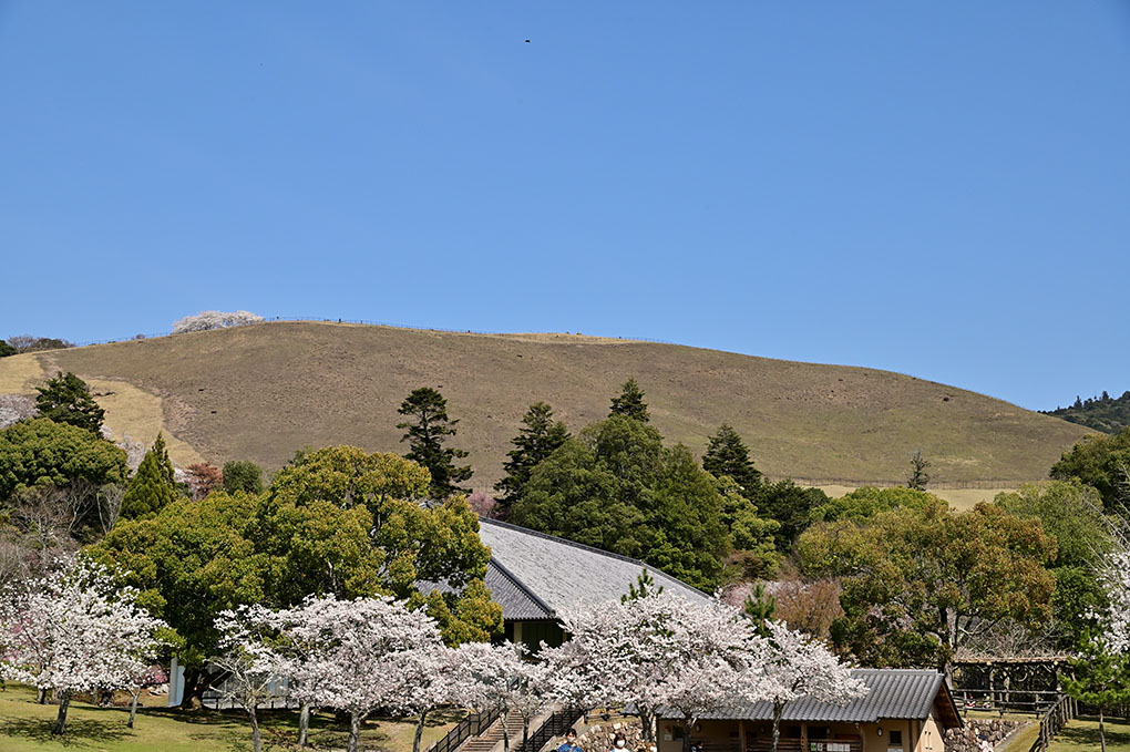 奈良公園の桜と鹿