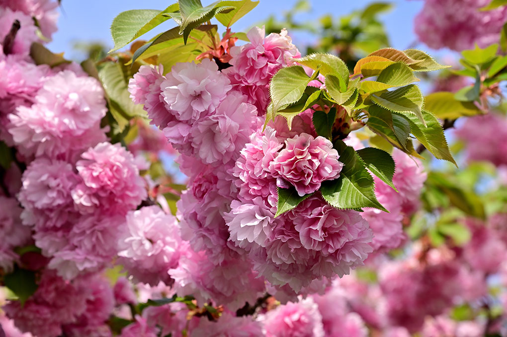 桜の季節、終了