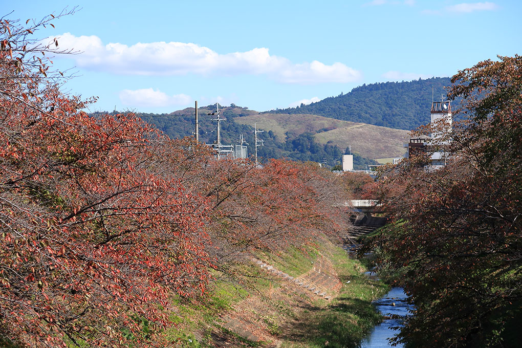 桜の紅葉