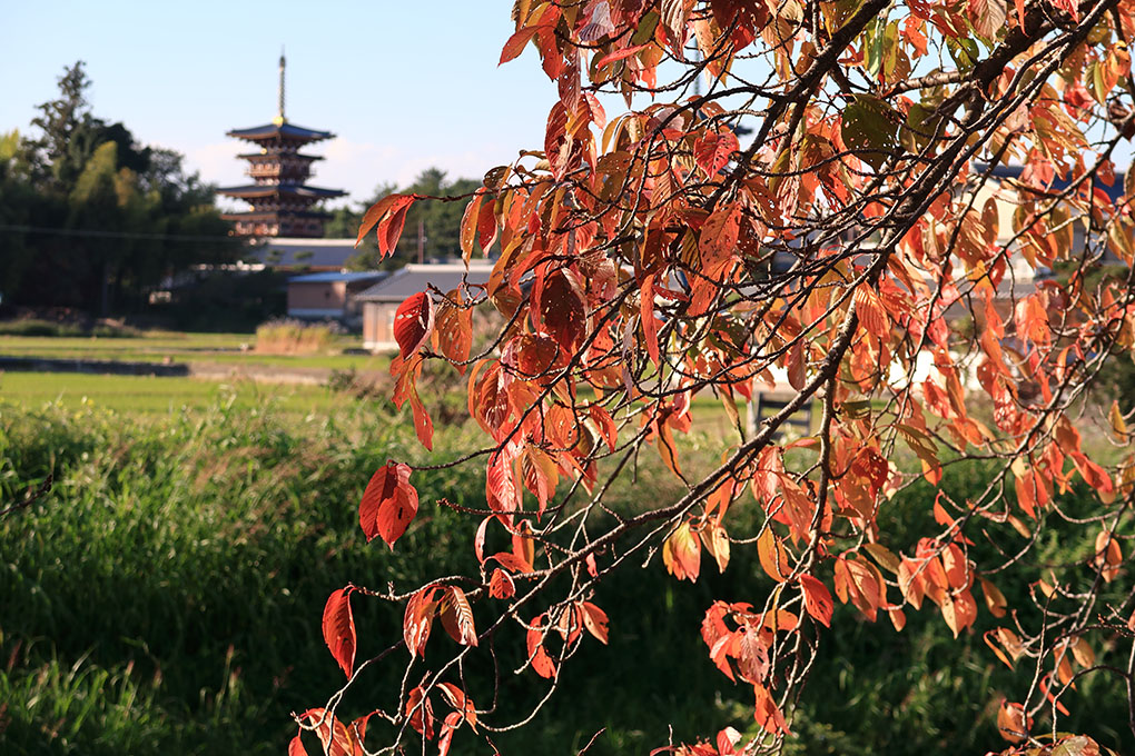 秋篠川の秋風景