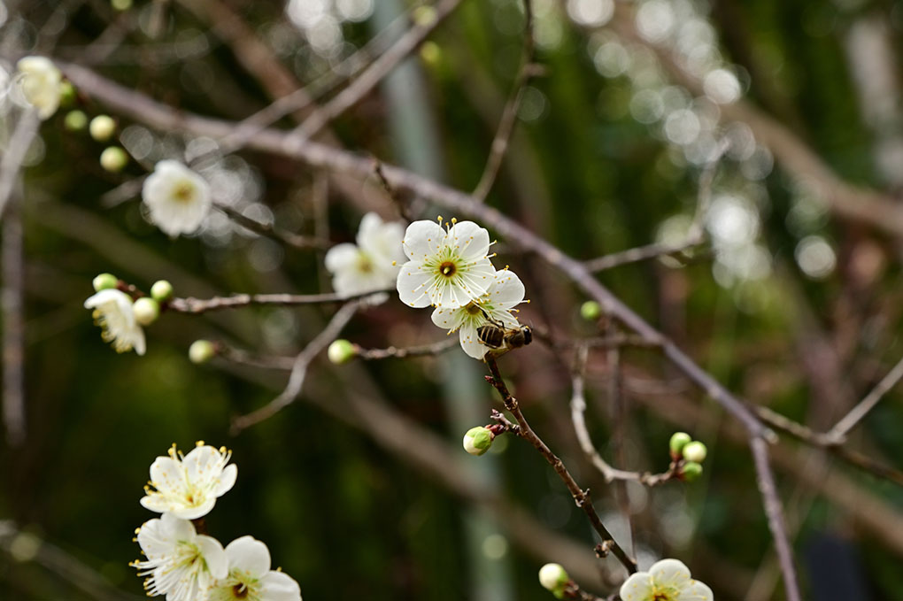 志都美神社の梅の花