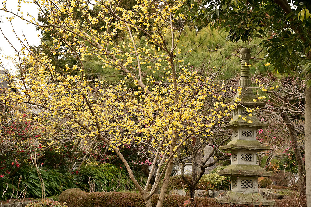 石光寺の冬の花