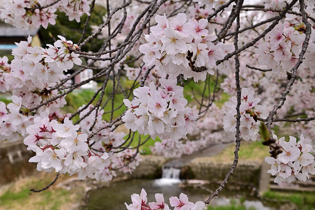 玉川の桜並木