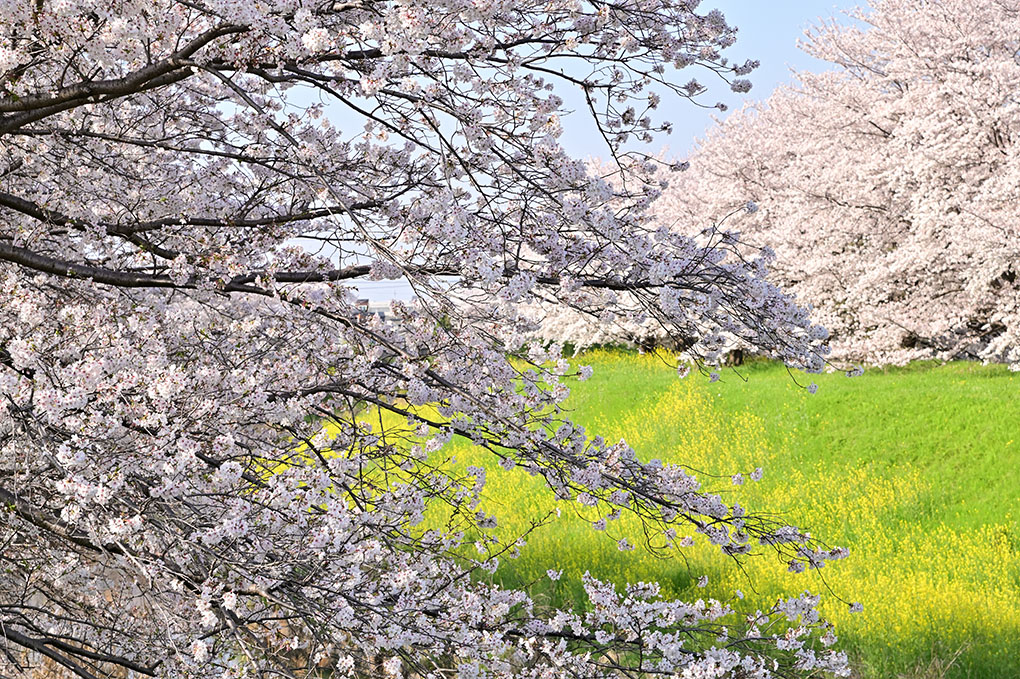 いつもの桜並木、リターンズ