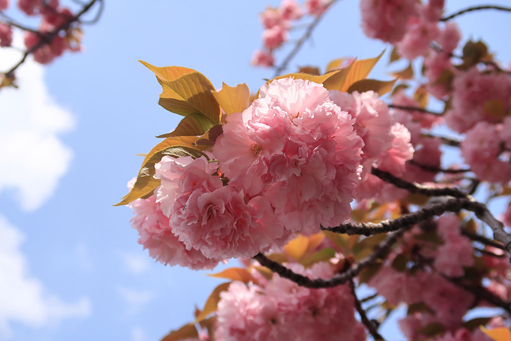 まだまだ桜の季節