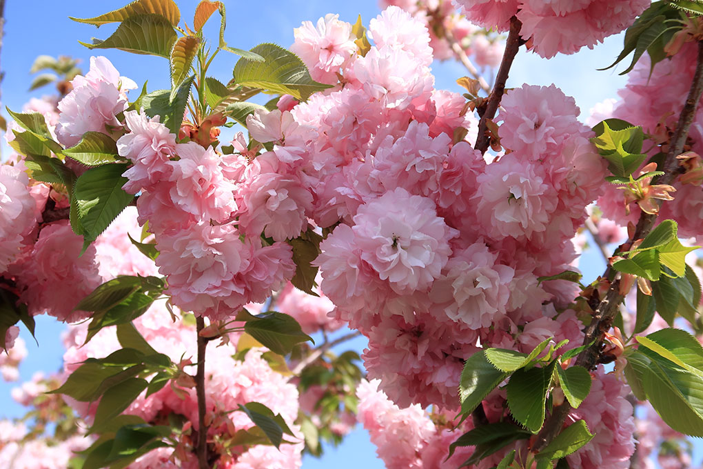 飛鳥川の桜並木