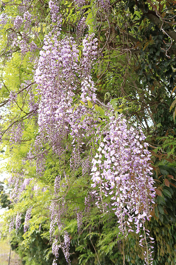 藤の花に誘われて