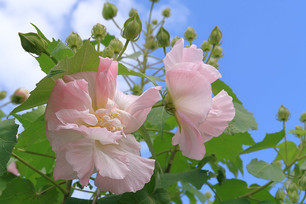 夏は続く、もうすぐ神無月