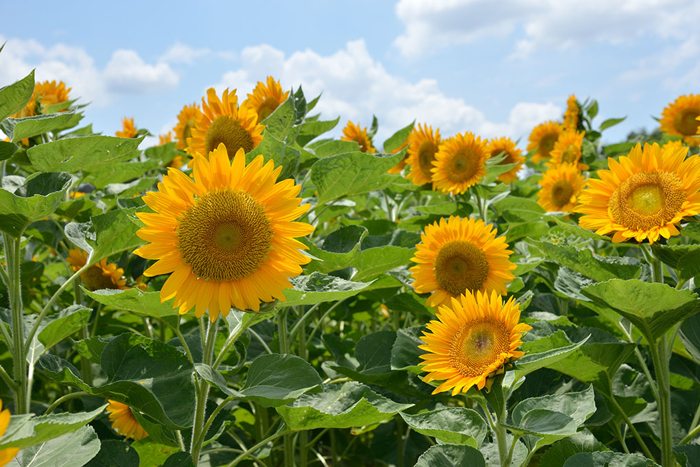 夏の花
