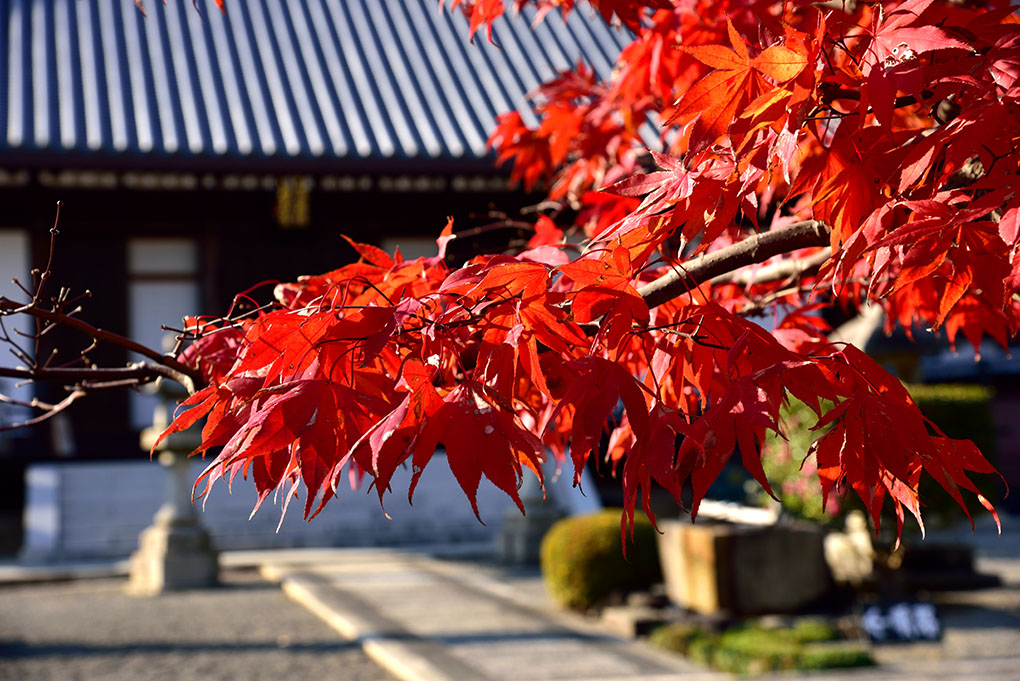 當麻寺