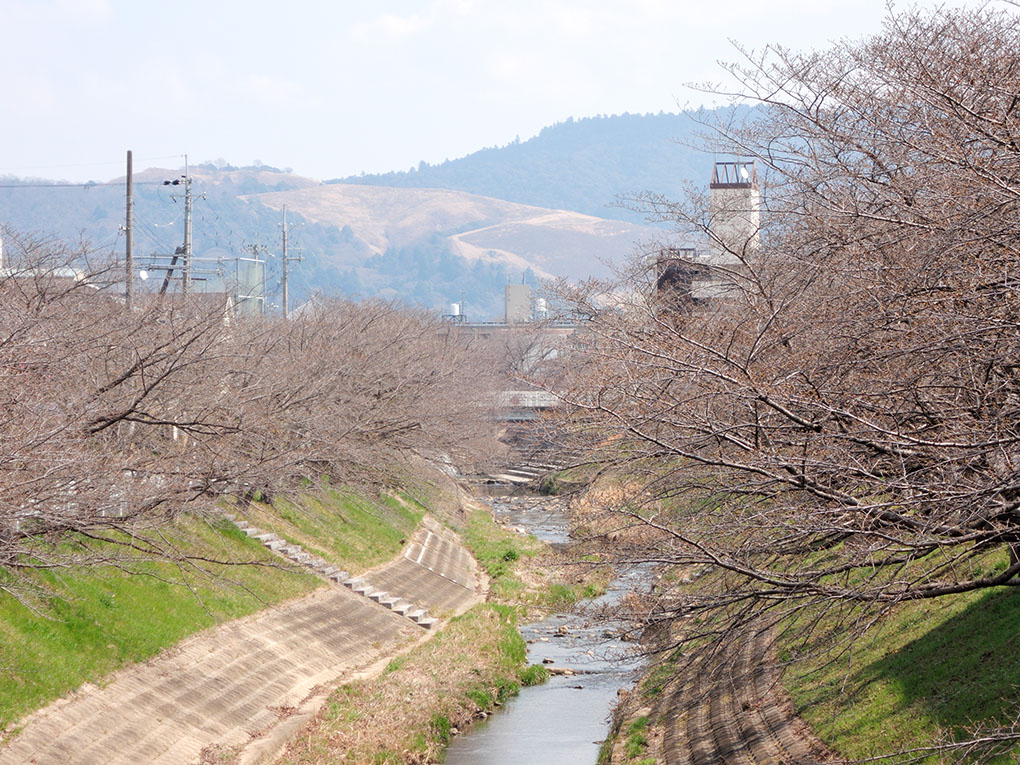 佐保川の桜並木