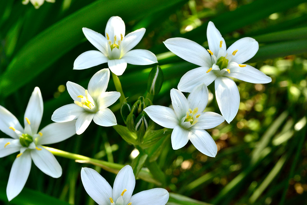 大甘菜
