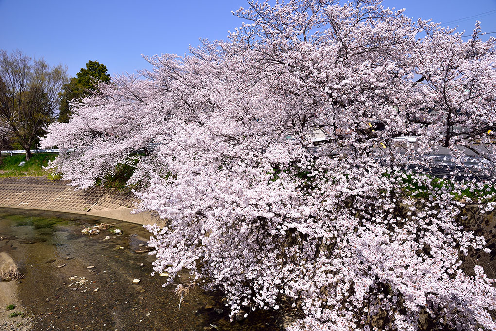 サイクリングお花見